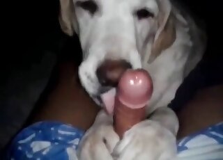 Puppy